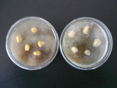 细菌与霉菌之污染测试